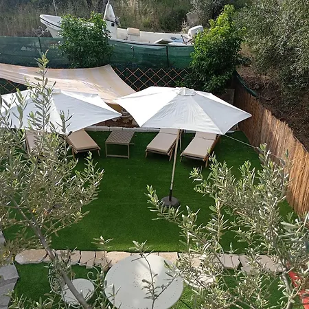 Olive Tree *