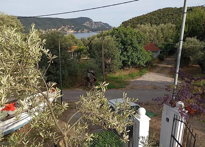 Olive Tree *