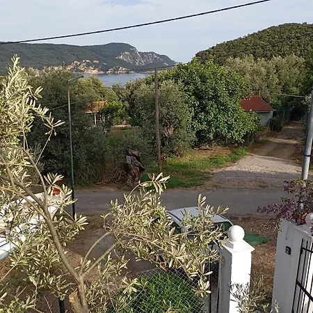 Olive Tree *