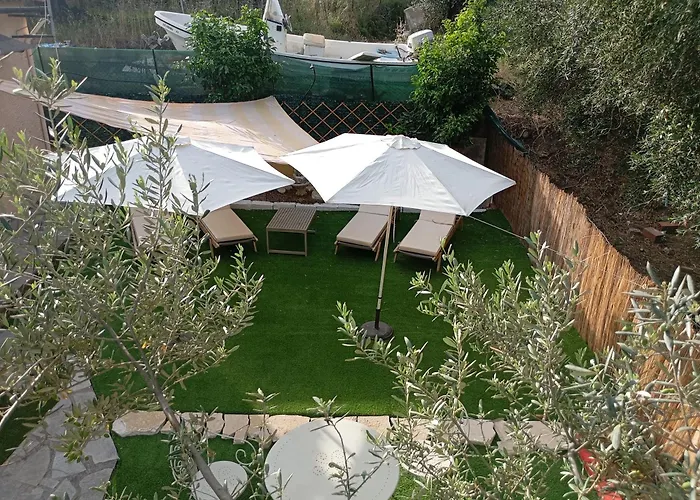 Olive Tree *